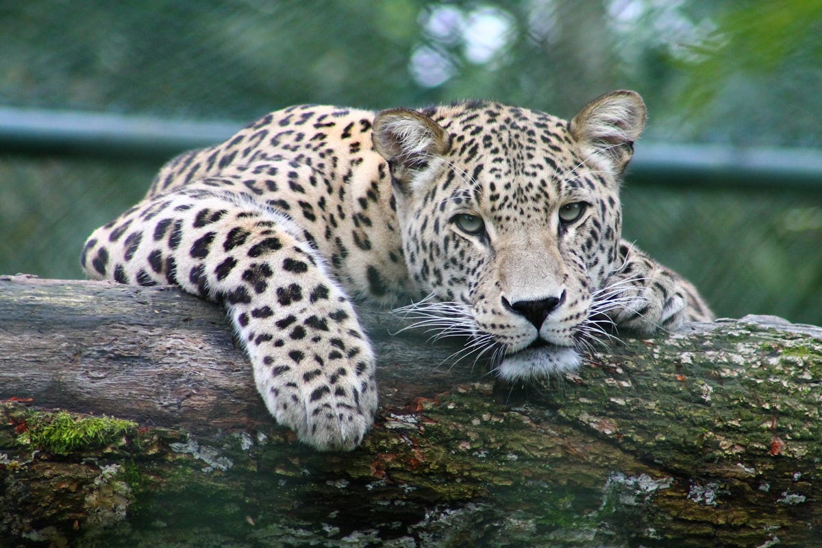 Yala Safari